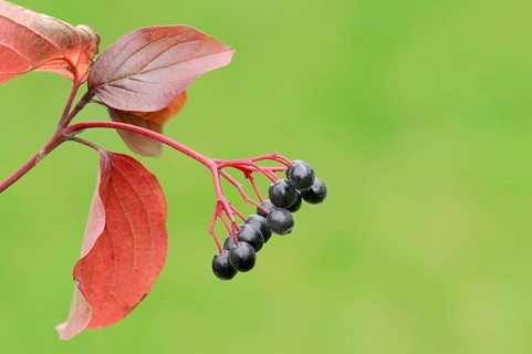 Common Dogwood (Cornus sanguinea)