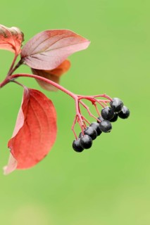 Common Dogwood (Cornus sanguinea)