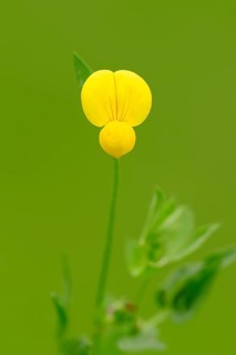 Bird's-foot Trefoil (Lotus corniculatus)