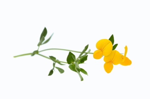 Bird's-foot Trefoil or Birdfoot Deervetch (Lotus corniculatus)