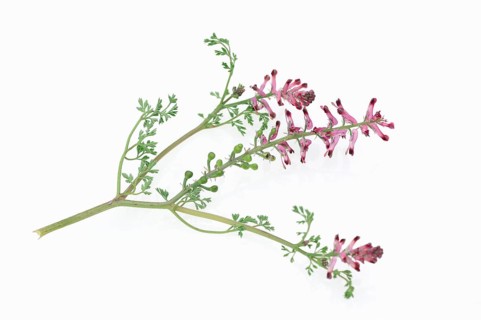 Common Fumitory or Earth Smoke (fumaria officinalis)