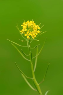 Bittercress