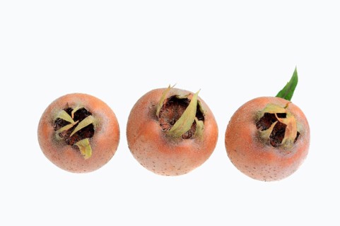 Common Medlars (Mespilus germanica)