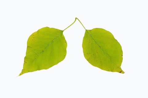 Osage Orange