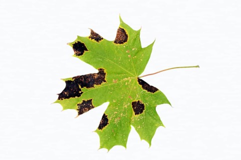 Tar Spot Fungus (Rhytisma acerinum) on the leaf of a Norway Maple (Acer platanoides)