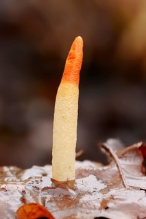 Dog Stinkhorn (Mutinus caninus)