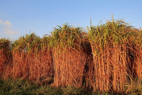 Giant Chinese Silver Grass (Miscanthus floridulus)