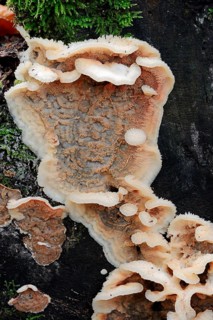 Trembling Rot (Merulius tremellosus