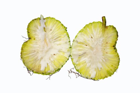Osage Orange