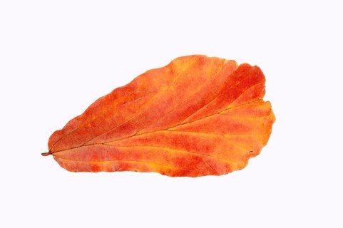 Parrotia (Parrotia persica) leaf