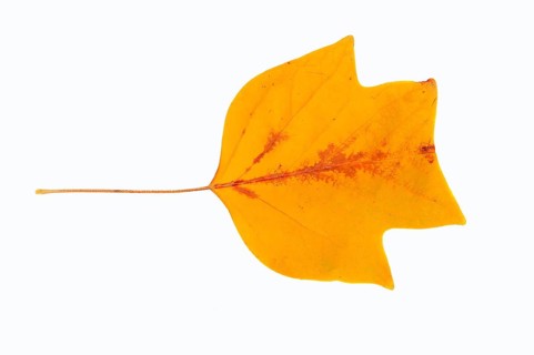 American Tulip Tree or Tulip Tree (Liriodendron tulipifera)