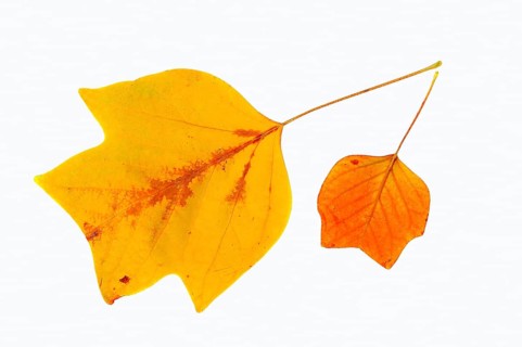 American Tulip Tree or Tulip Tree (Liriodendron tulipifera)