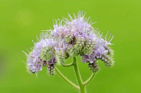 Lacy Phacelia (Phacelia tanacetifolia)