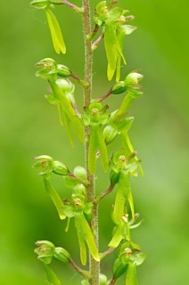 Twayblabe or Eggleaf Twayblade (Listera ovata)