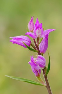 Red Helleborine (Cephalanthera rubra)