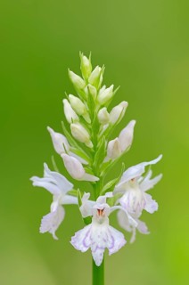 Common Spotted Orchid or Spotted Marsh Orchid (Dactylorhiza fuchsii