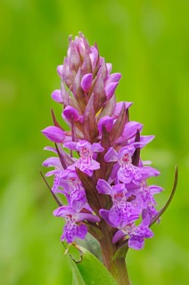 Western Marsh Orchid or Broad-leaved Marsh Orchid (Dactylorhiza majalis)