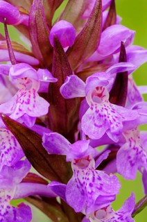 Western Marsh Orchid or Broad-leaved Marsh Orchid (Dactylorhiza majalis)