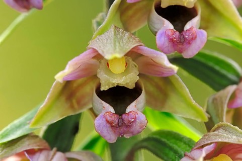 Broad-leaved Helleborine (Epipactis helleborine)