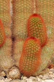 Cactus (Haageocereus dichromus)