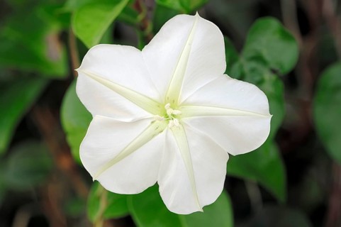 Moonflower or Moon Vine (Ipomoea alba)