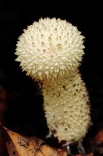 Warted Puffball