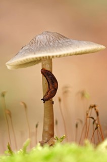 Brown-banded Arion or Dotted Slug (Arion circumscriptus) on a Bonnet (Mycena sp.)