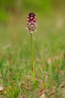 Burnt-tip Orchid (Neotinea ustulata ssp. Ustulata