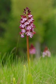 Lady Orchid (Orchis purpurea)