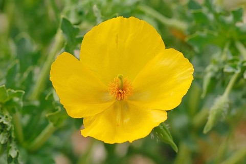 Yellow Horned Poppy (Glaucium flavum)