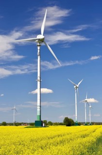 Wind turbines and rape field