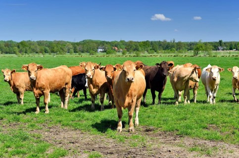 Young cattle standing on a pasture