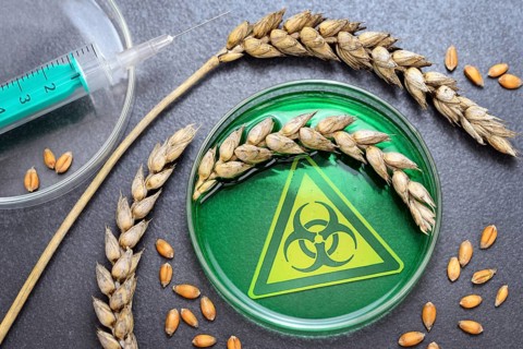 Petri dish with ears of wheat