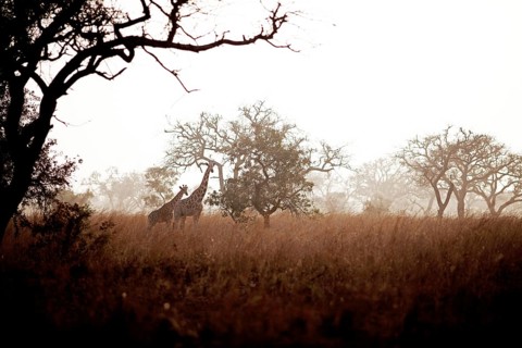 Kordofan Giraffes (Giraffa camelopardalis antiquorum) standing amidst Acacias or Thorntrees (Acacia) and Elephant Grass or Napier Grass (Pennisetum purpureum)