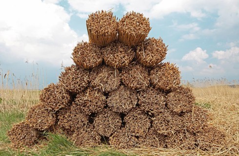 Stacked bundles of reeds on a field