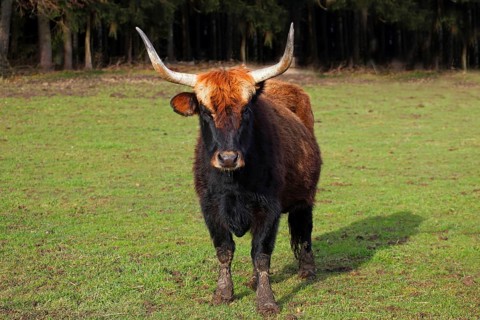Heck cattle