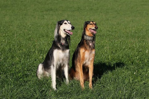 Salukis
