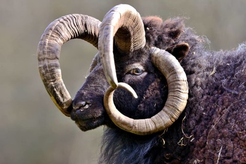 Jacob sheep or Four-horned sheep (Ovis ammon F. aries)