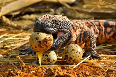 Gila monster (Heloderma suspectum) eating eggs
