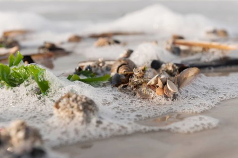 Sea shells on a North Sea beach
