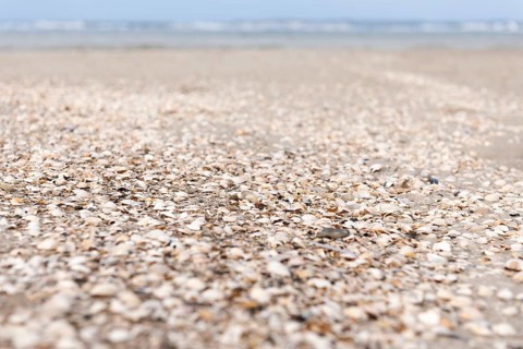 Mussel beds on the Amrumer Odde