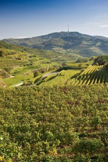 Vineyards near Oberbergen