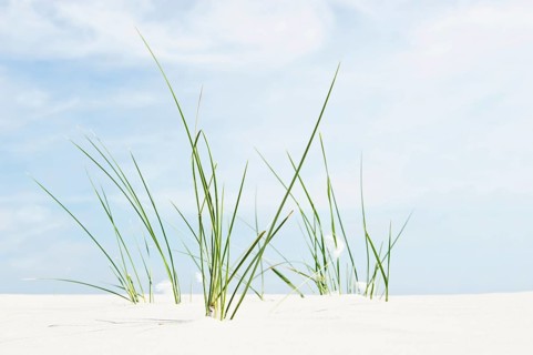 European Marram Grass or European Beachgrass (Ammophila arenaria) on a beach