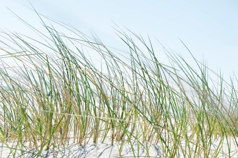 Marram Grass or Beachgrass (Ammophila)