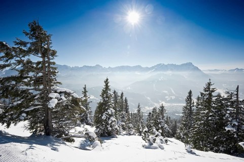 Winter landscape with snow-covered fir trees and the sun