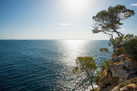 Rocky coastline with the sea and pine trees