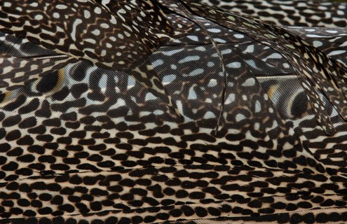 Plumage detail of a Great Argus or Asian Pheasant (Argusianus argus)