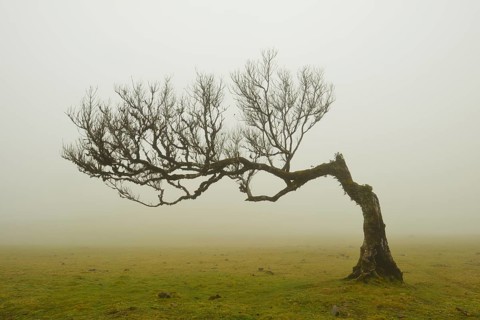 A solitary wind-bent laurel tree in misty weather