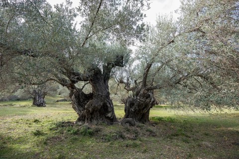 Ancient Olive Trees (Olea europaea)