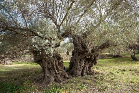 Ancient Olive Trees (Olea europaea)